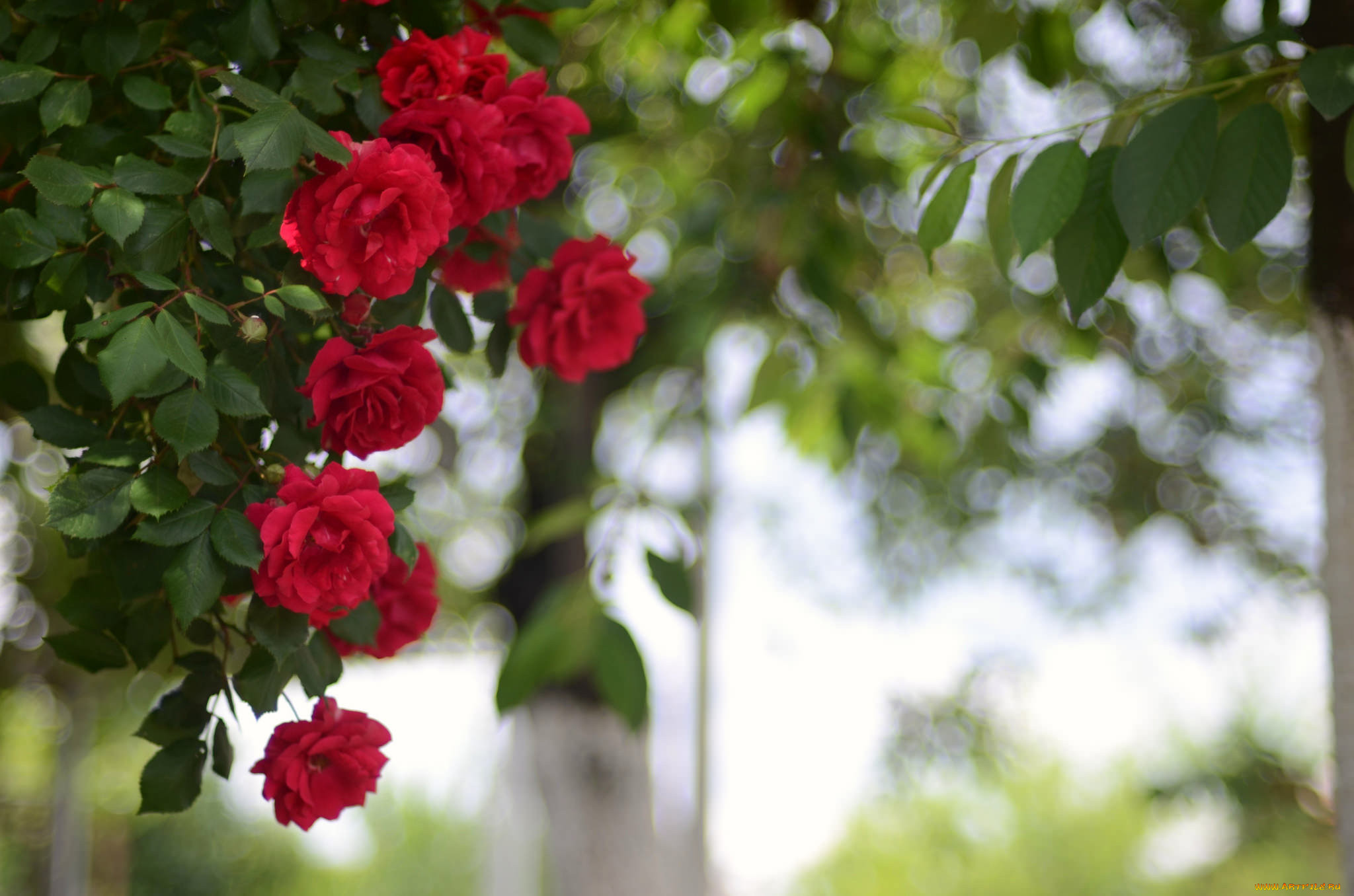 , , , , , , , rose, bud, petals, leaves, blossoms